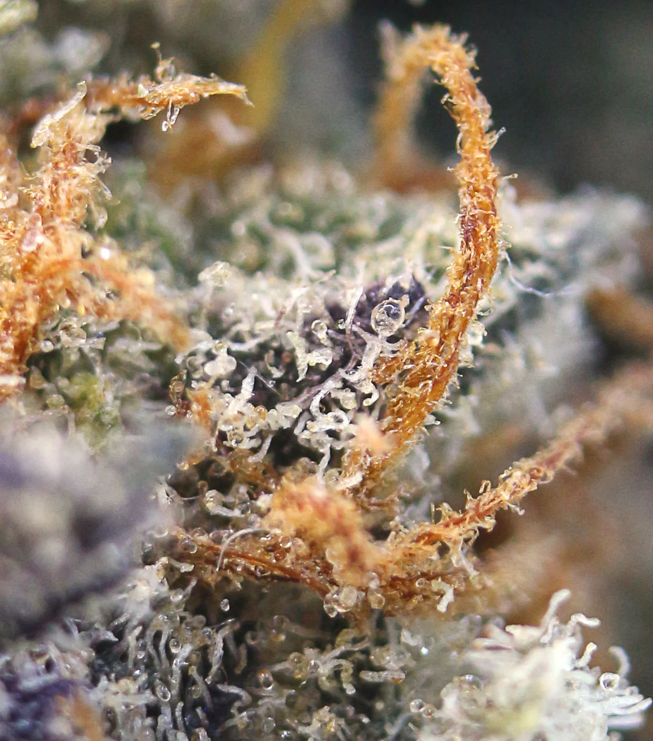 SweetPrairieSunrise-Macro