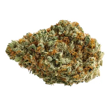 Champagne Supernova Sativa Flower 14g